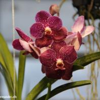 Orchideen Ausstellung in der Orangerie Elfenau 006.jpg